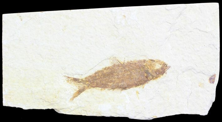 Bargain, Knightia Fossil Fish - Wyoming #60441